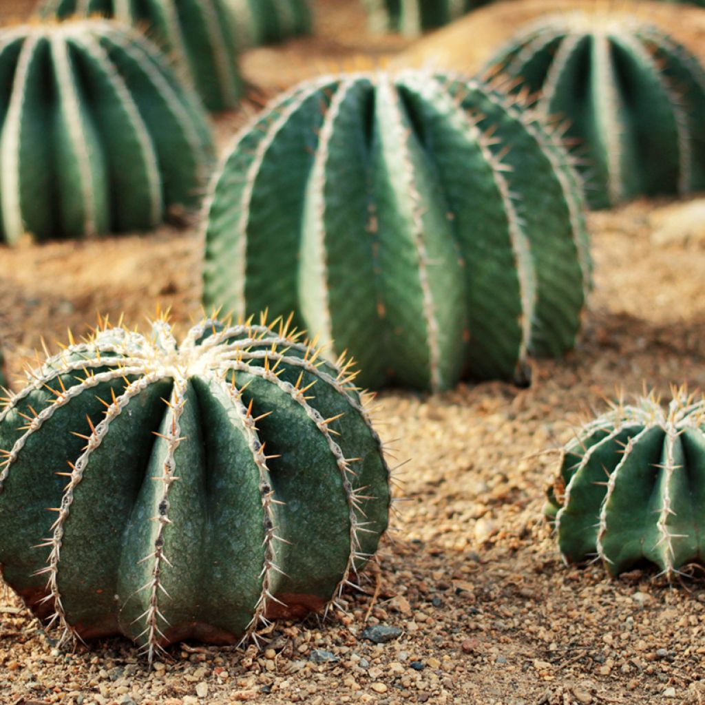 Ferocactus schwarzii - Ferokaktus