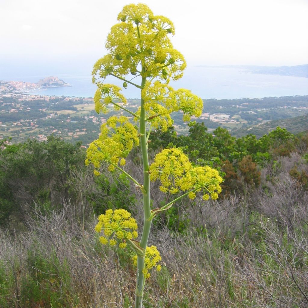 Gemeines Rutenkraut - Ferula communis