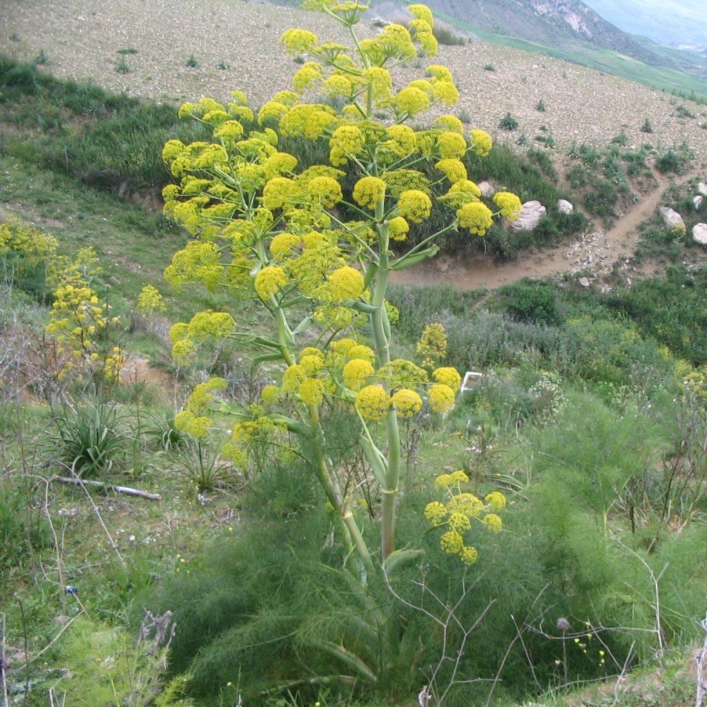 Gemeines Rutenkraut - Ferula communis