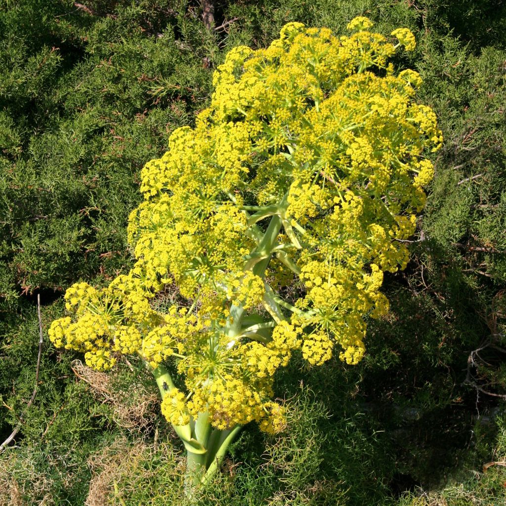 Gemeines Rutenkraut - Ferula communis