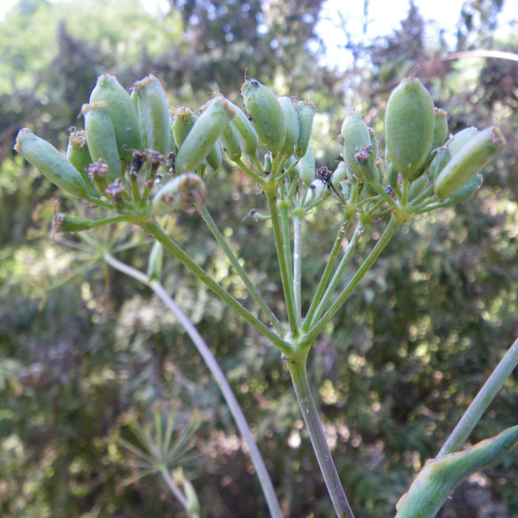 Gemeines Rutenkraut - Ferula communis