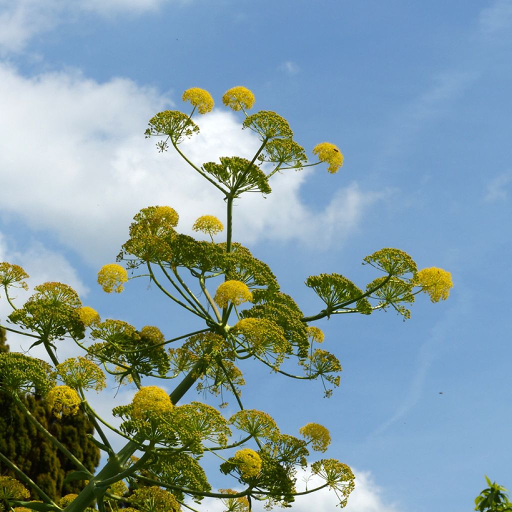 Gemeines Rutenkraut - Ferula communis