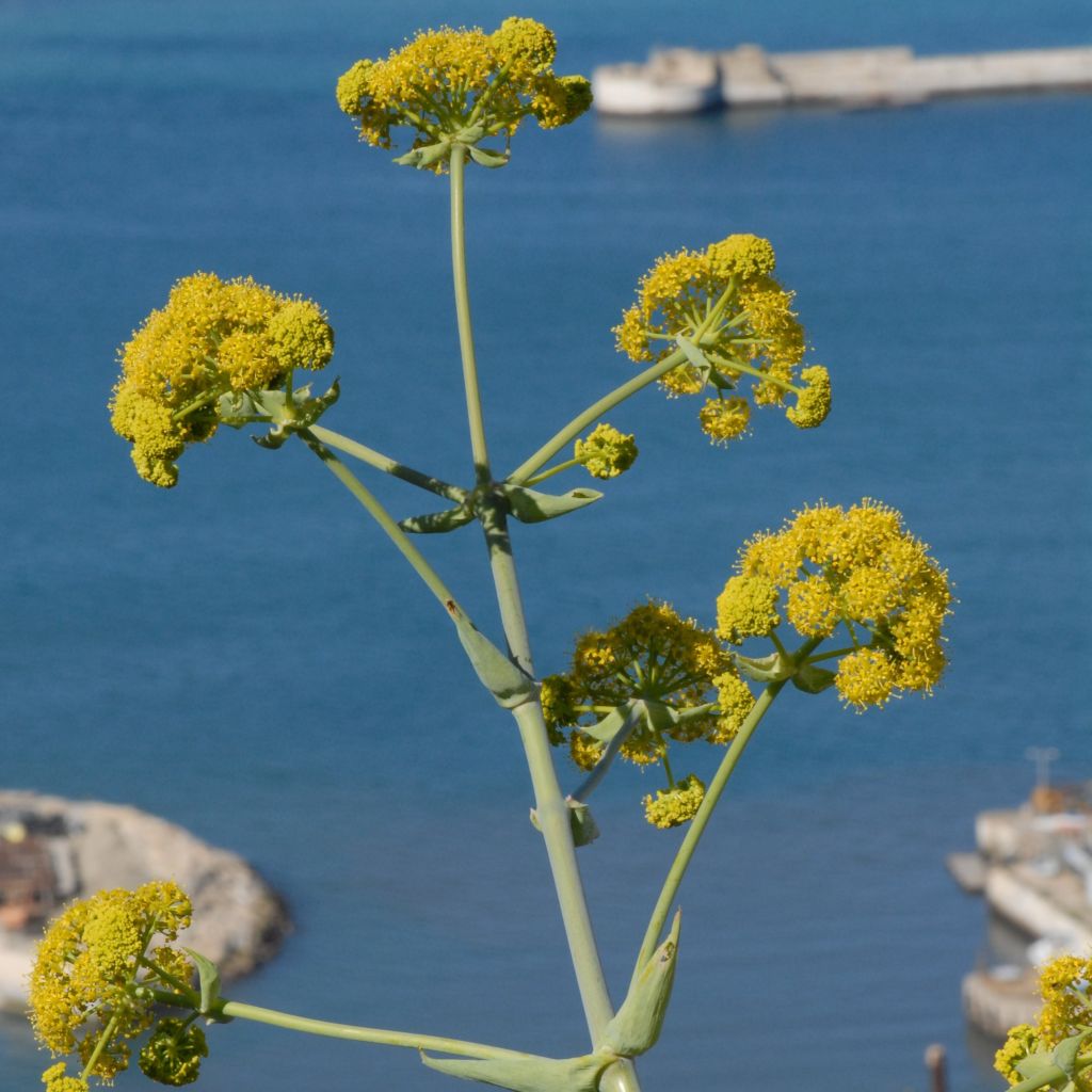 Steckenkraut - Ferula tingitana