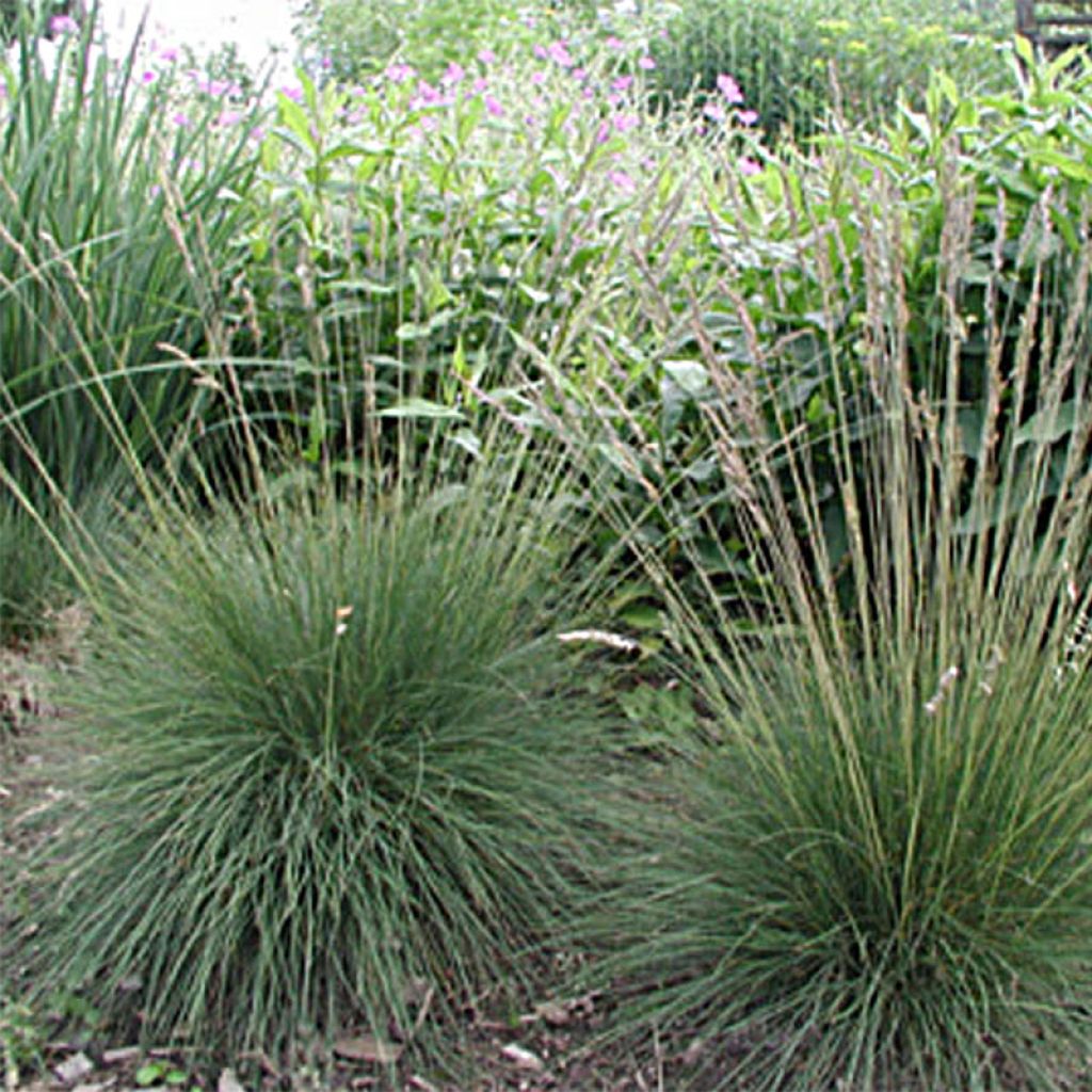 Festuca amethystina - Fétuque améthyste