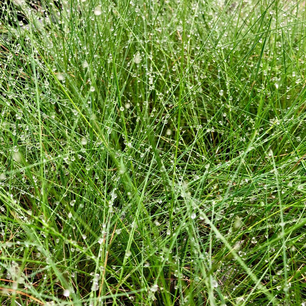 Amethyst-Schwingel - Festuca amethystina