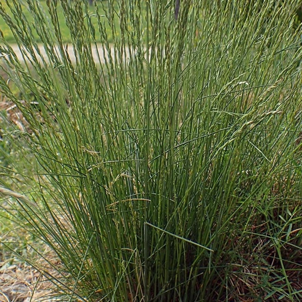 Fétuque des moutons - Festuca ovina