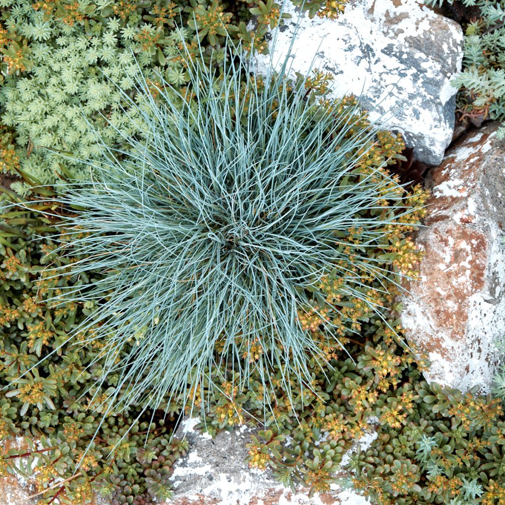 Blau-Schwingel Easy Blue - Festuca glauca