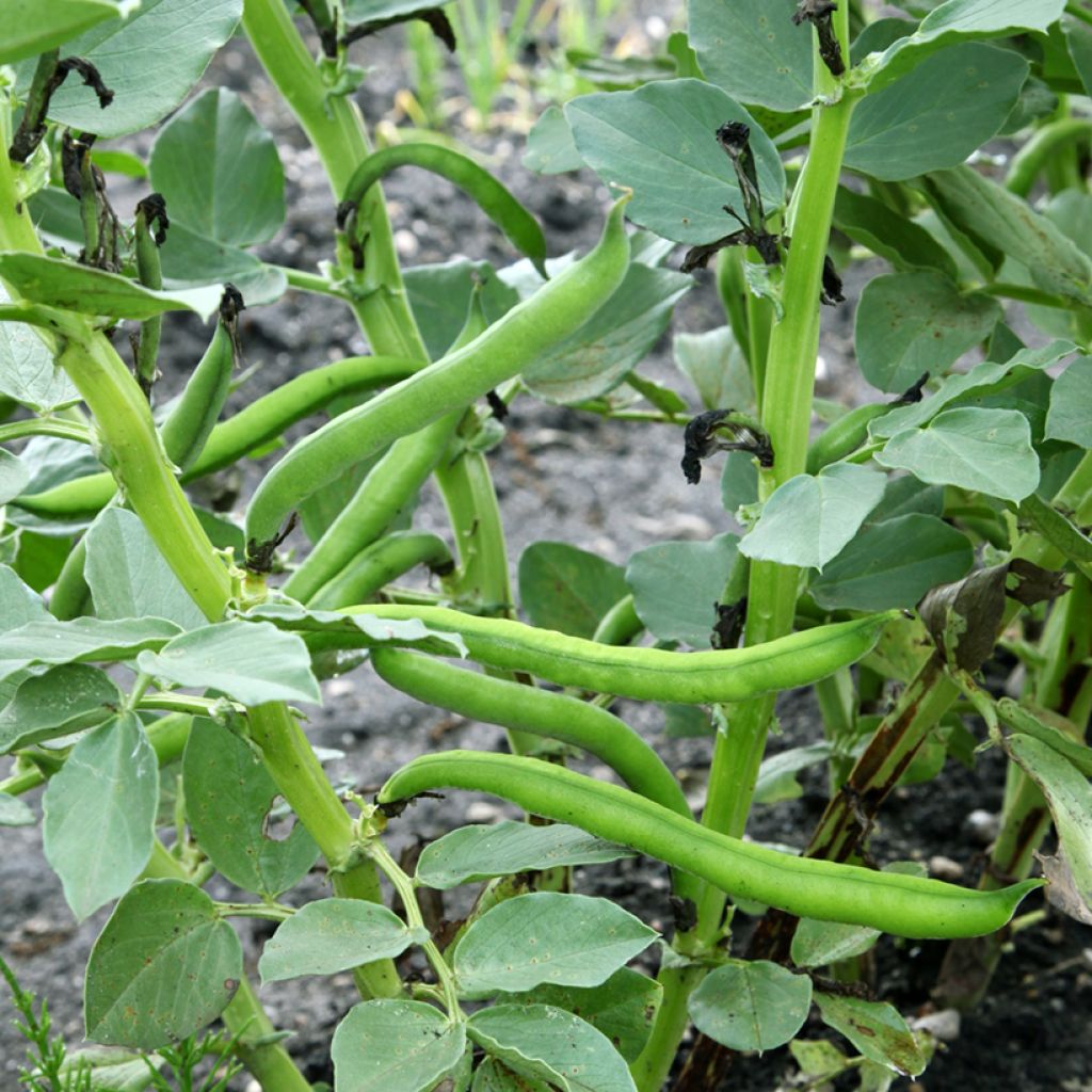 Ackerbohne Aguadulce très longue cosse - Vilmorin