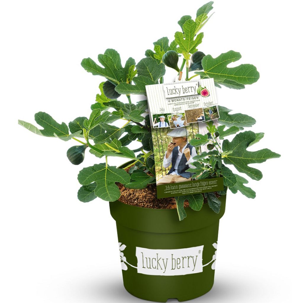 Ficus carica Lucky Berry - Echte Feige