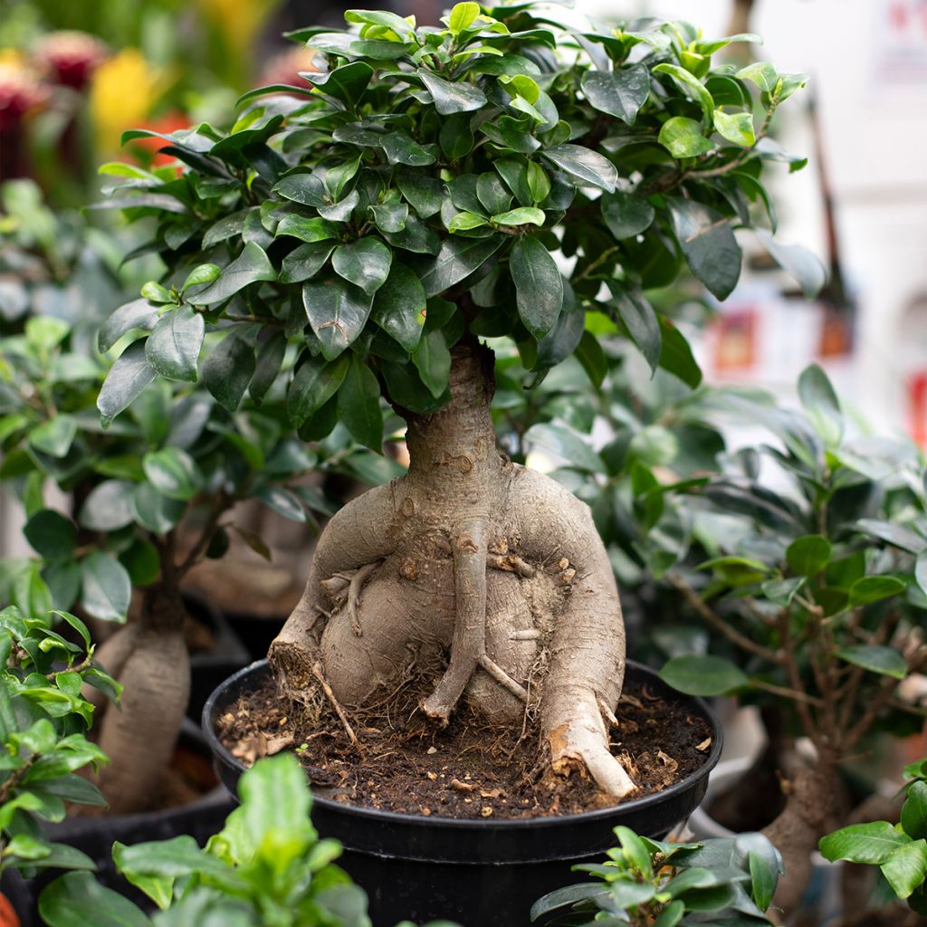 Ficus microcarpa - Chinesische Feige