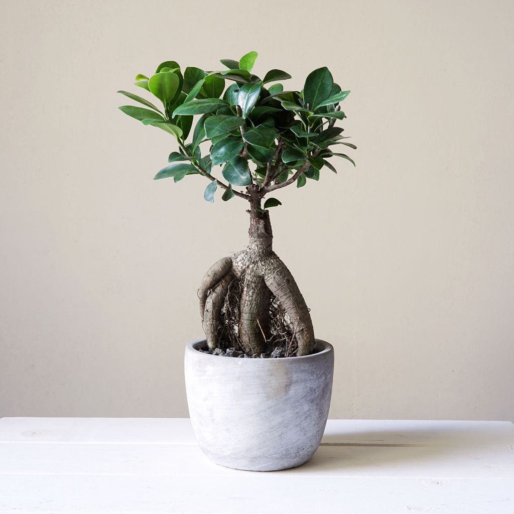 Ficus microcarpa - Chinesische Feige