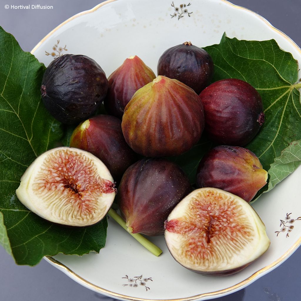 Feige Rouge de juillet 'Minfigfor' - Ficus carica