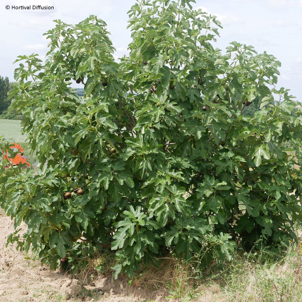 Feige Rouge de juillet 'Minfigfor' - Ficus carica