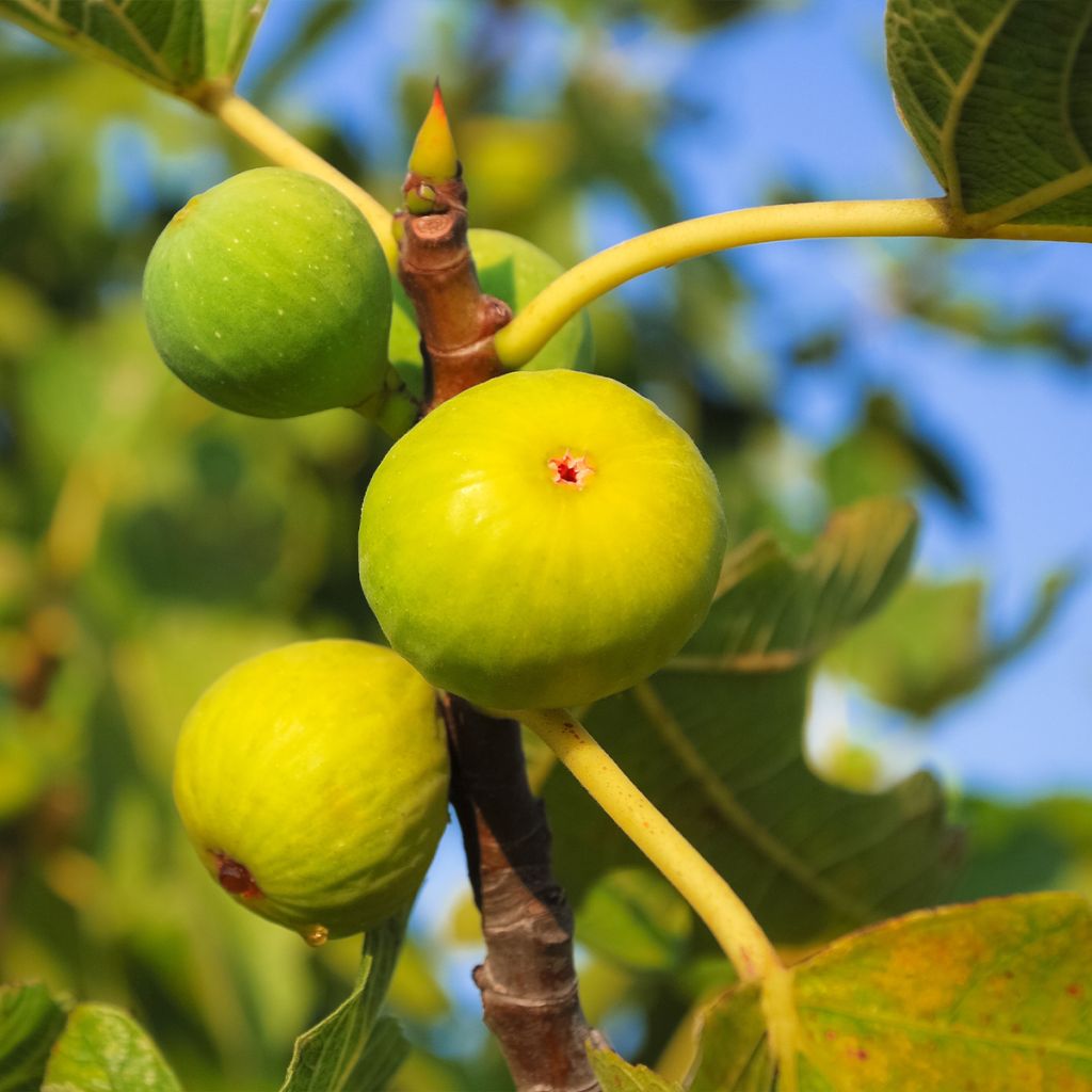 Figuier Gentil bianco - Ficus carica