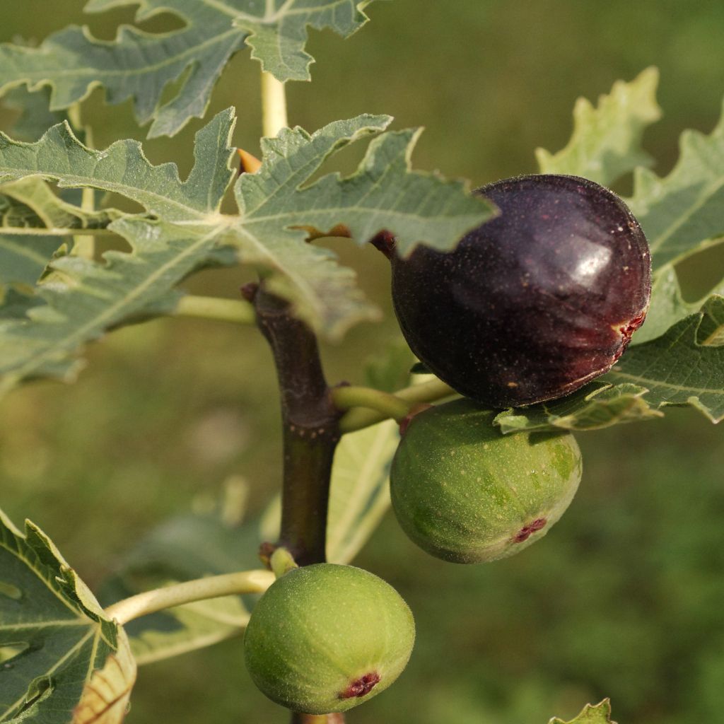 Feige Ice crystal - Ficus carica