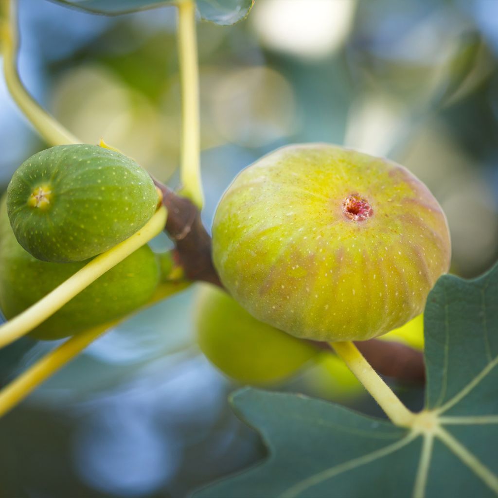 Feige Marseillaise - Ficus carica