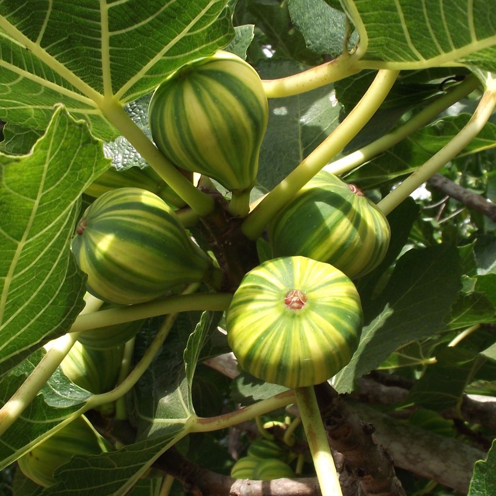 Feige Panachée - Ficus carica