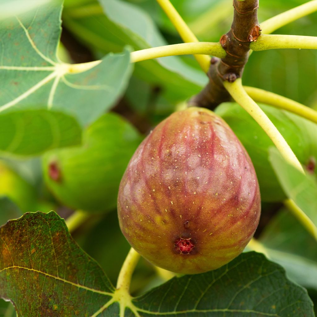 Feige Terza - Ficus carica