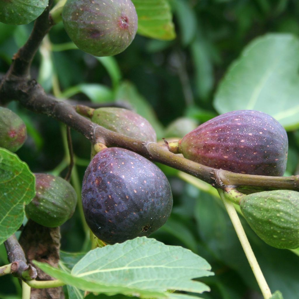 Feige Violette de Sollies - Ficus carica