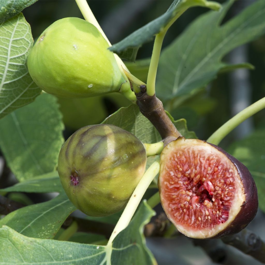 Feige Violette Dauphine (Stengel) - Ficus carica