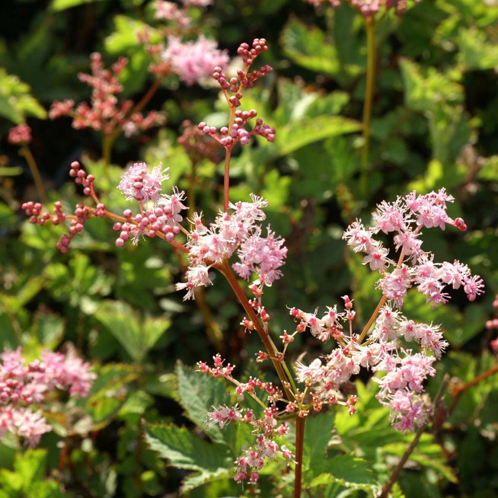 Filipendula Kahome, Reine des prés