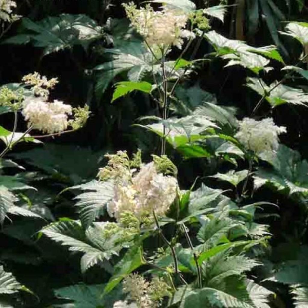 Kamtschatka-Mädesüß - Filipendula camtschatica