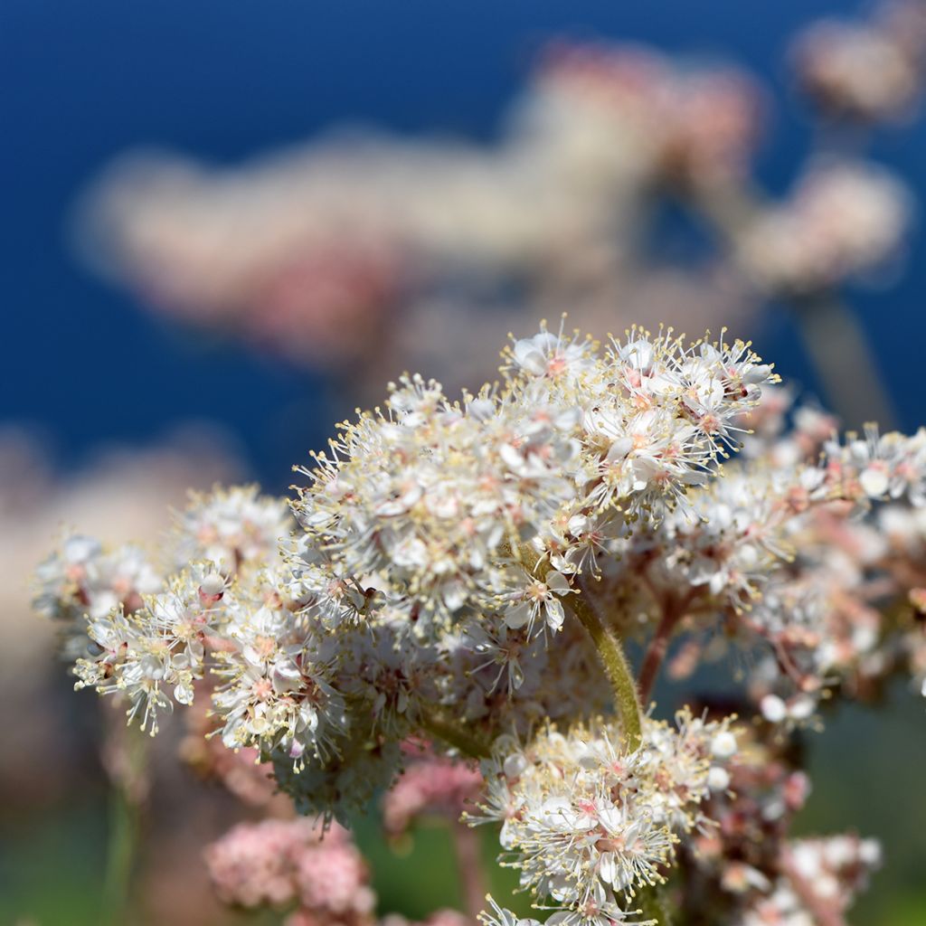 Kamtschatka-Mädesüß - Filipendula camtschatica