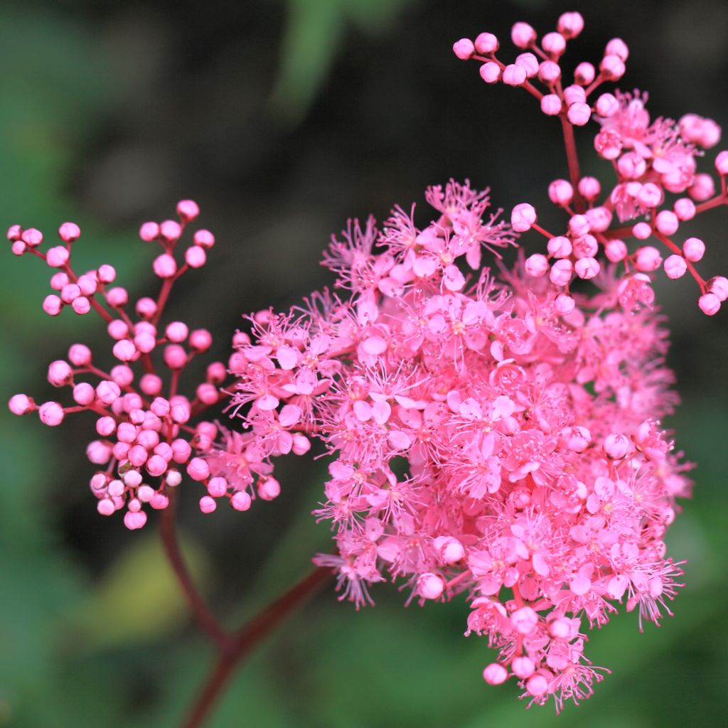 Mädesüß - Filipendula multijuga