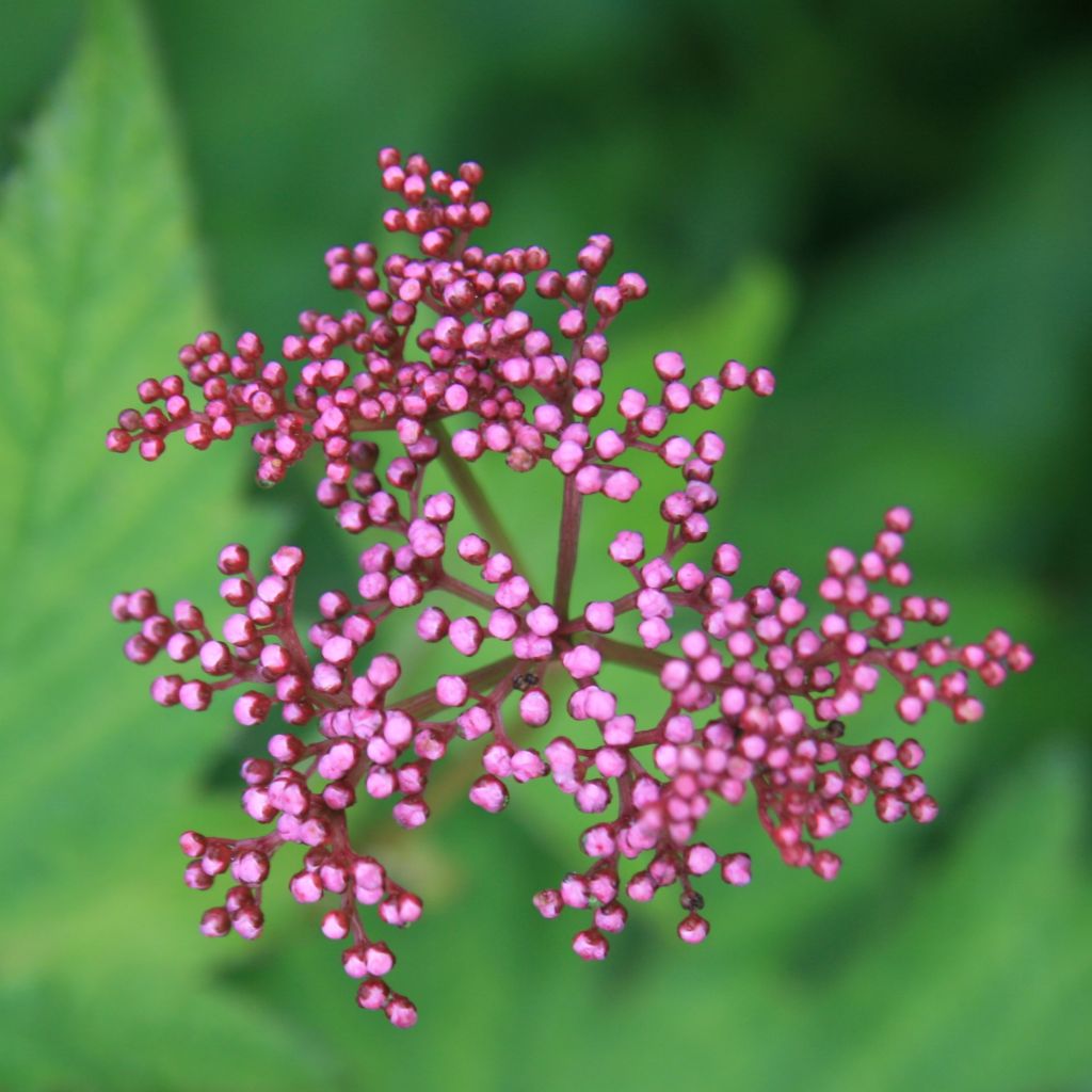 Filipendula multijuga, Reine des Près