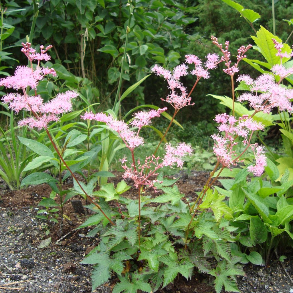 Filipendula multijuga, Reine des Près