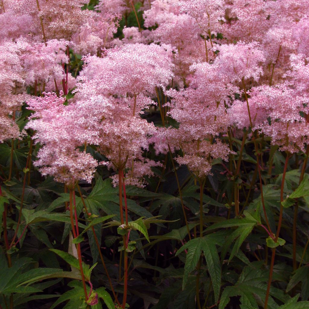 Palmblättriges Mädesüß - Filipendula palmata