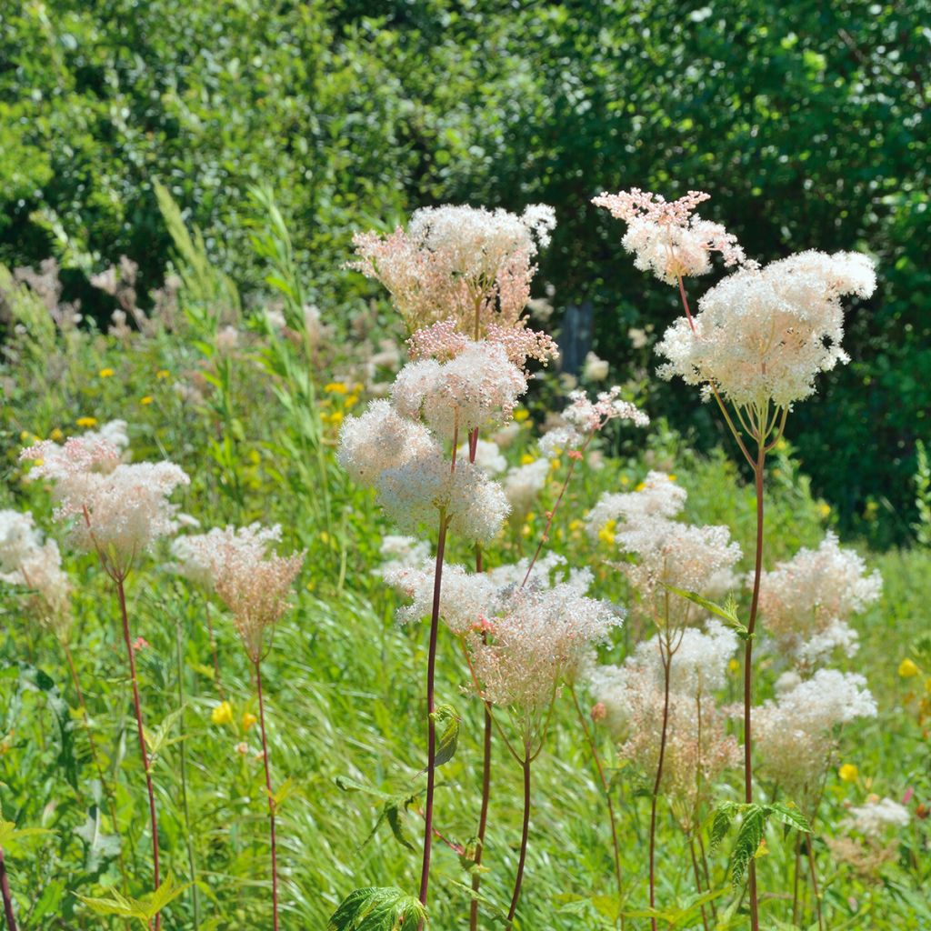 Palmblättriges Mädesüß - Filipendula palmata