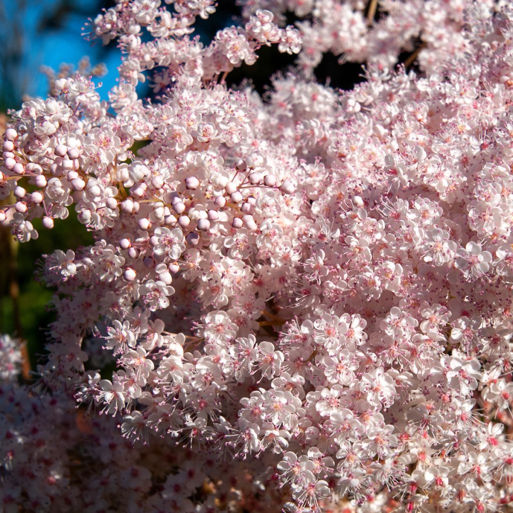 Palmblättriges Mädesüß - Filipendula palmata