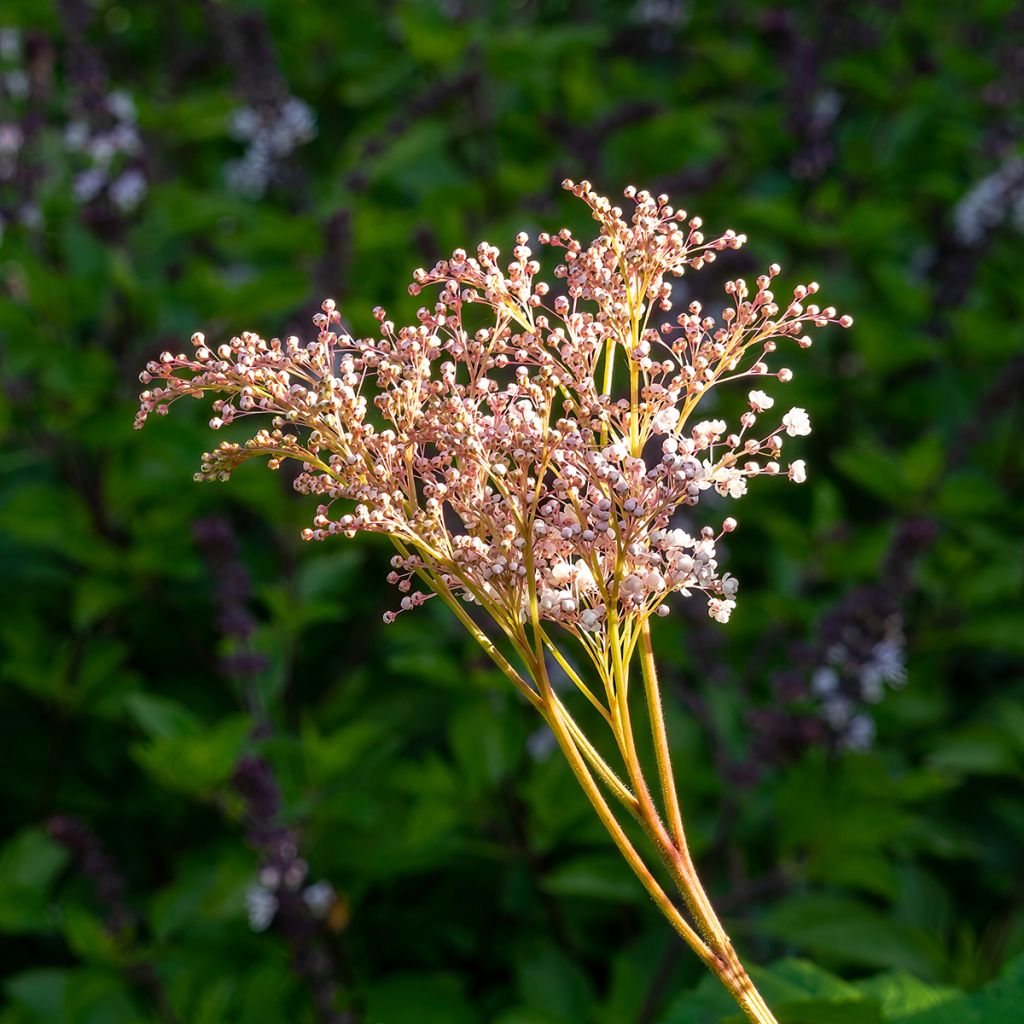 Palmblättriges Mädesüß - Filipendula palmata