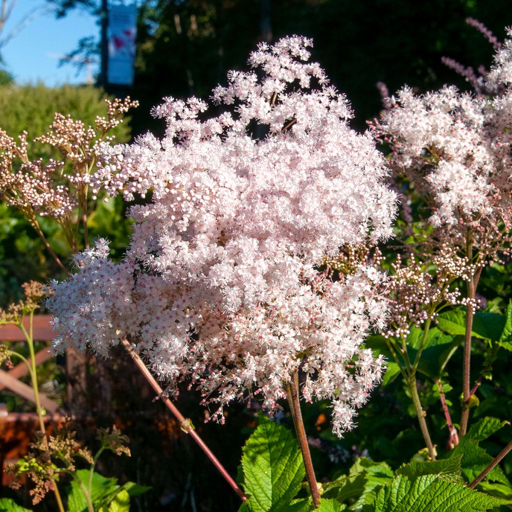 Palmblättriges Mädesüß - Filipendula palmata