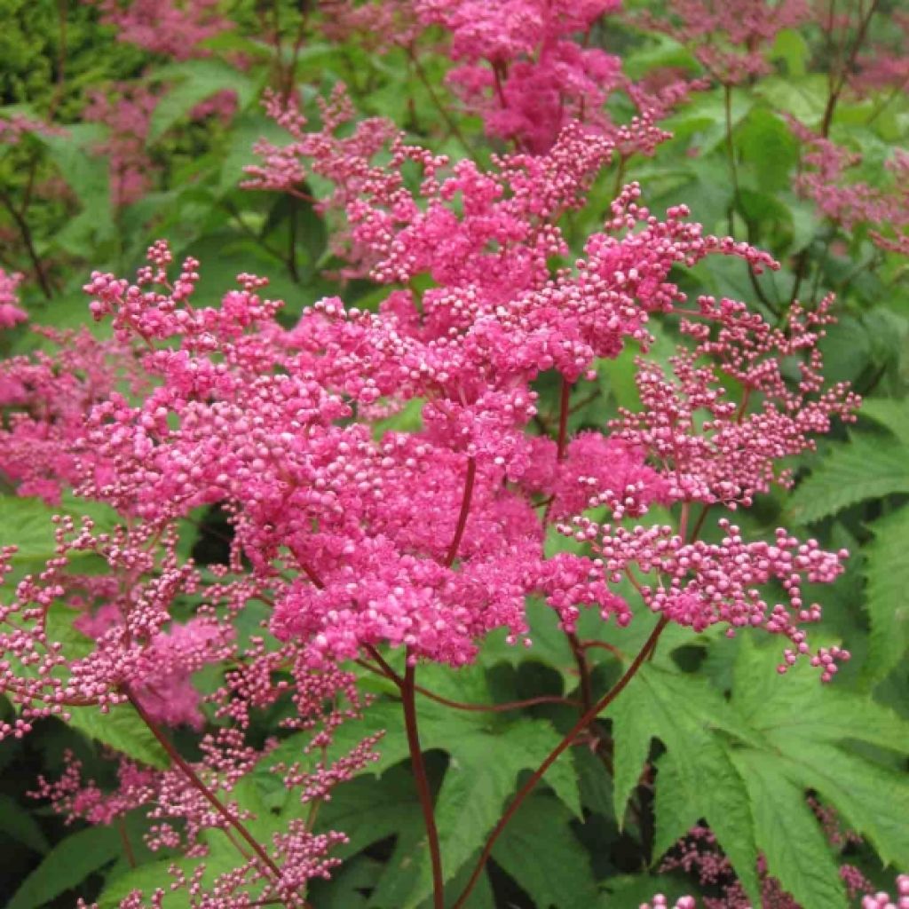 Filipendula purpurea - Reine des Près