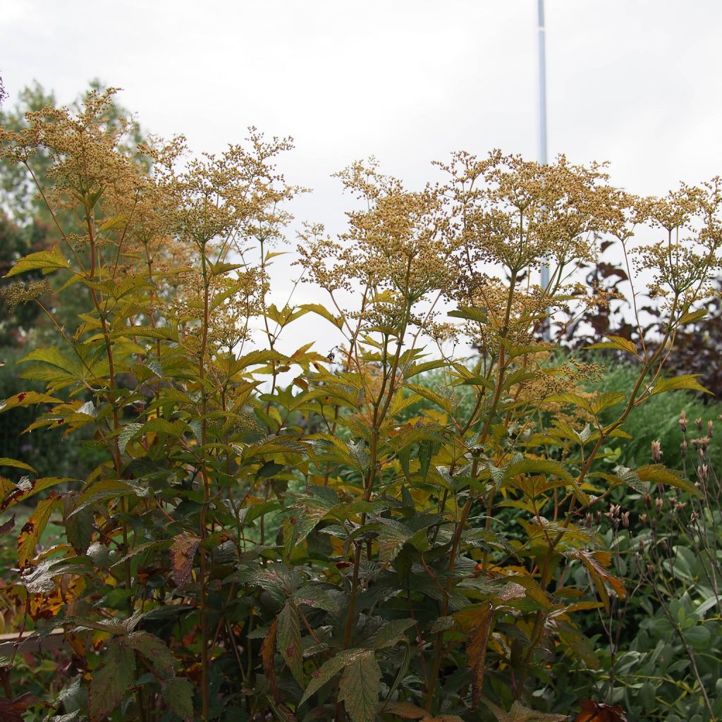 Rotblühendes Mädesüß Alba - Filipendula purpurea