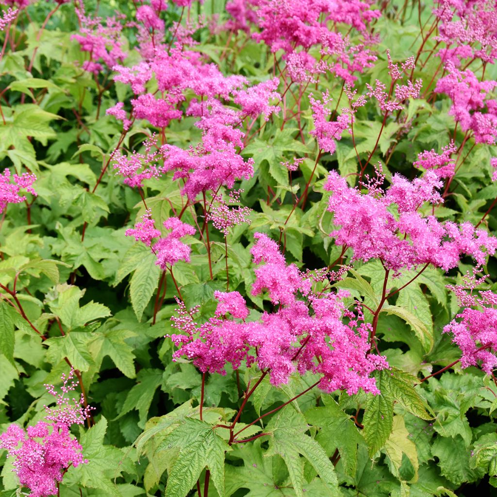 Rotblühendes Mädesüß - Filipendula purpurea