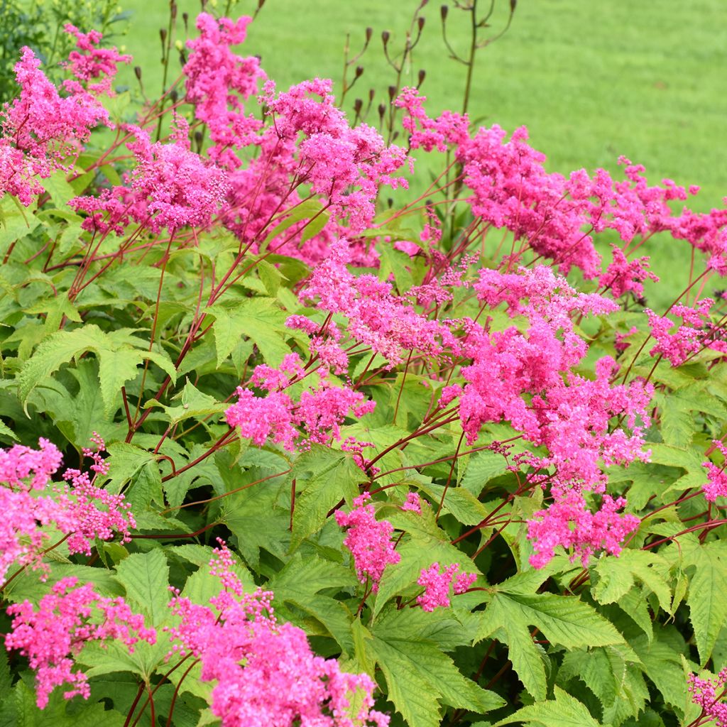 Rotblühendes Mädesüß - Filipendula purpurea