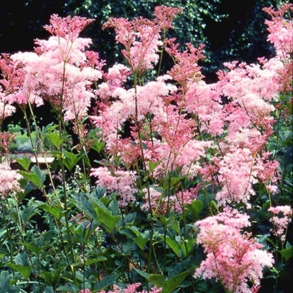 Filipendula rubra Venusta - Reine des prés