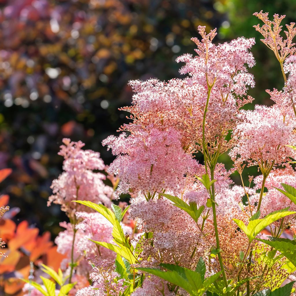 Mädesüß Venusta - Filipendula rubra