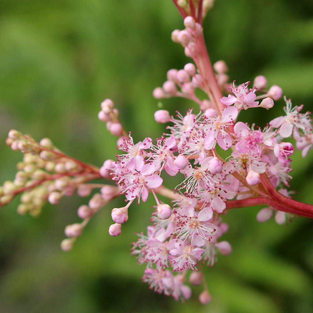 Mädesüß Venusta - Filipendula rubra