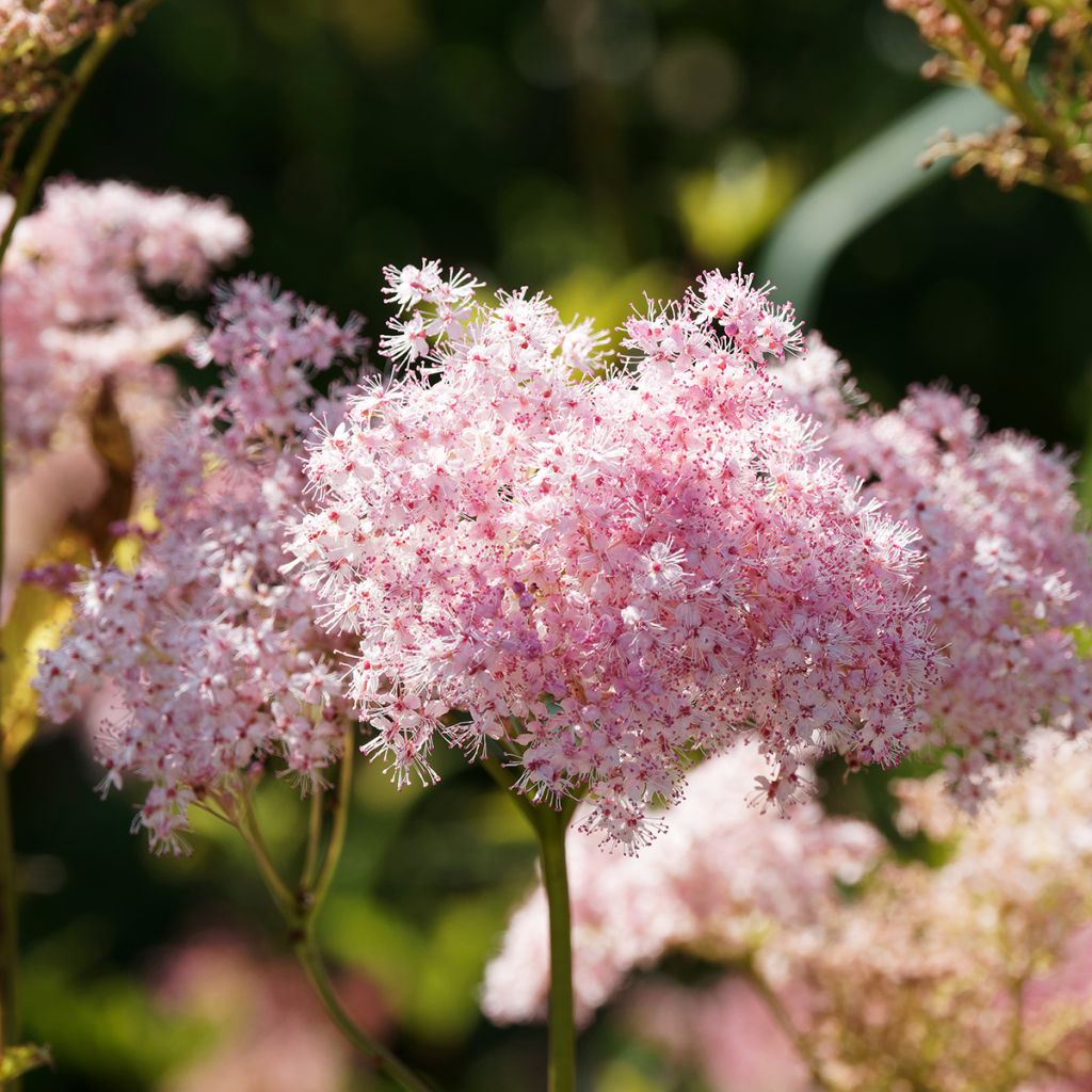 Mädesüß Venusta - Filipendula rubra