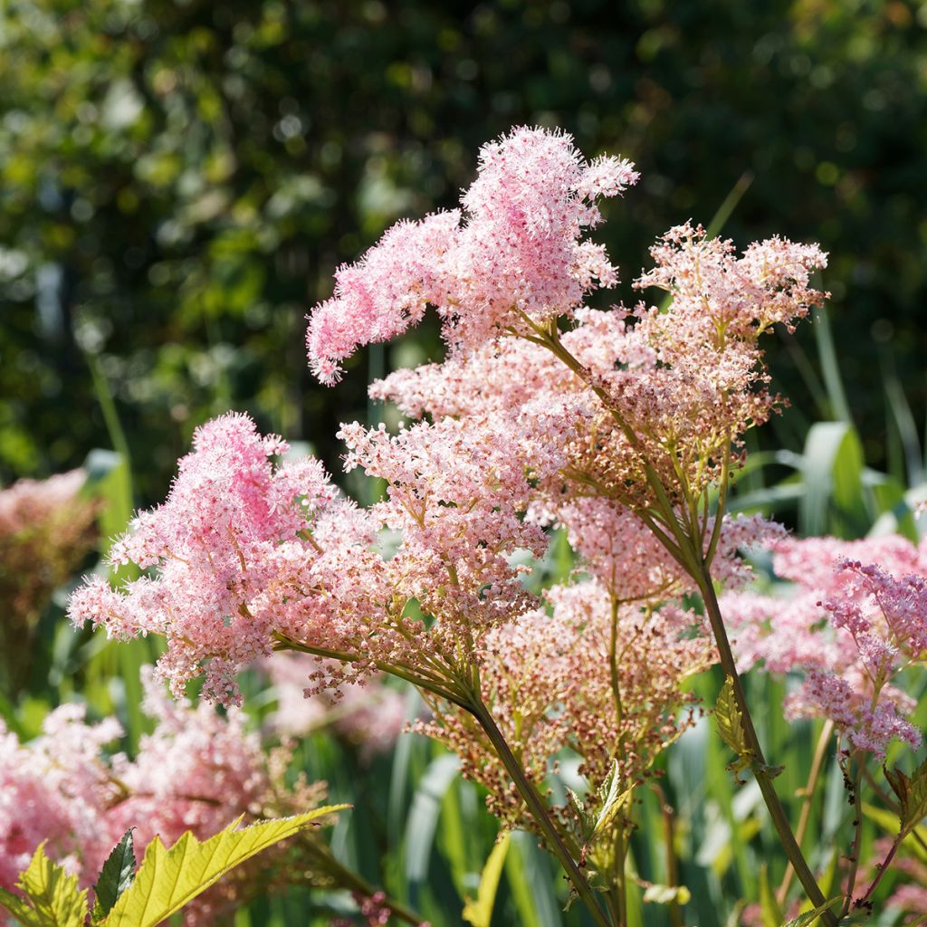 Mädesüß Venusta - Filipendula rubra