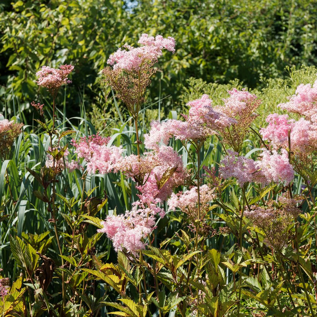 Mädesüß Venusta - Filipendula rubra