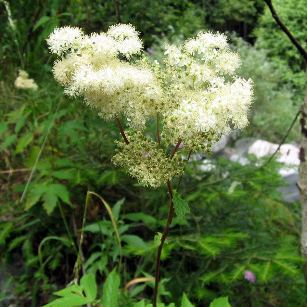 Filipendula ulmaria, Reine des Près