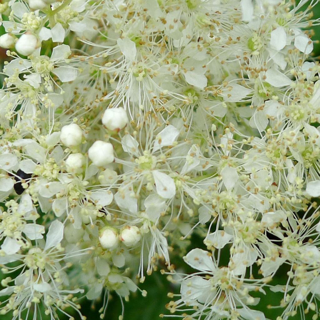 Filipendula ulmaria Aurea - Reine des Prés