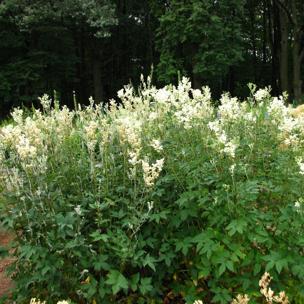 Filipendula ulmaria Plena - Reine des Prés à fleurs doubles