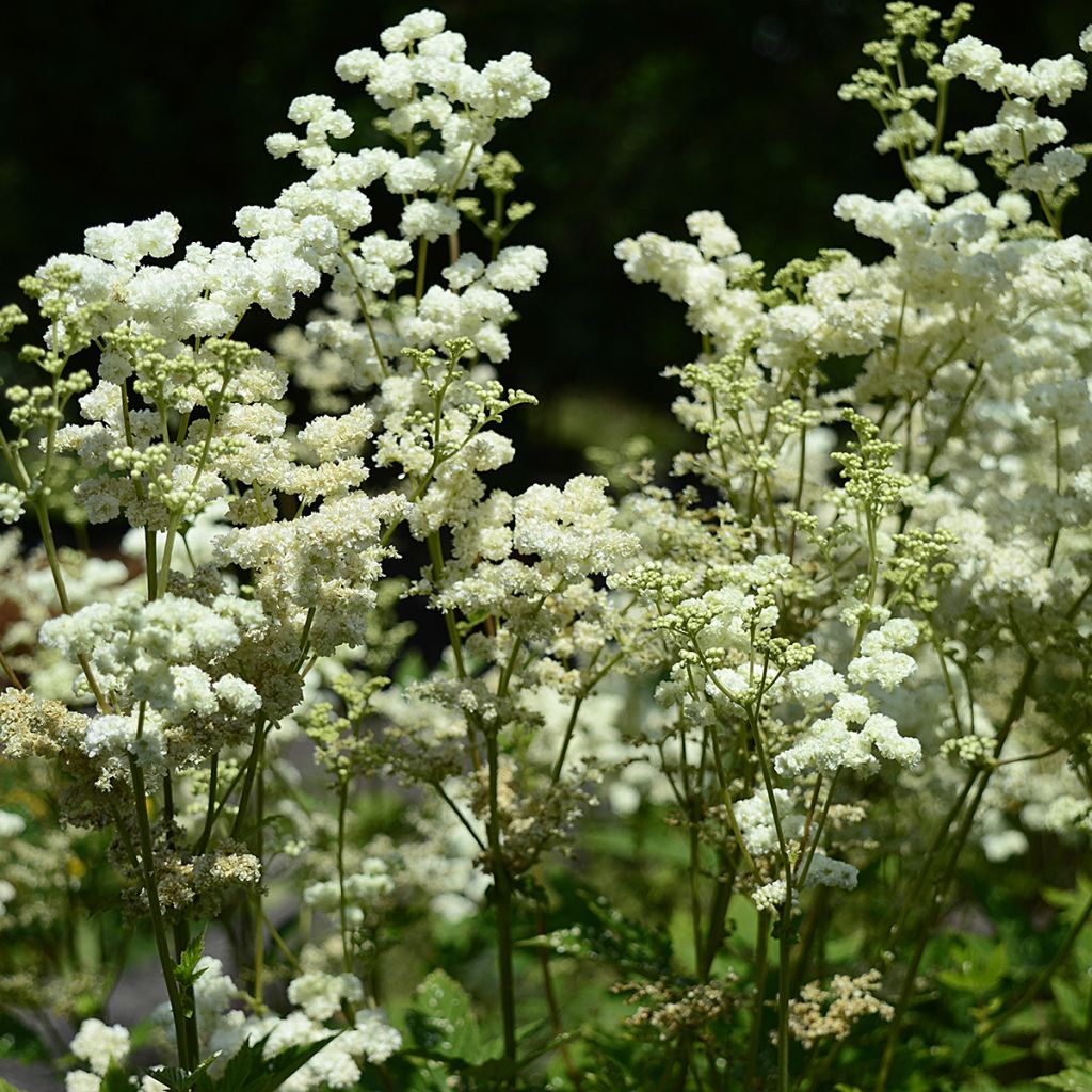 Echtes Mädesüß Plena - Filipendula ulmaria