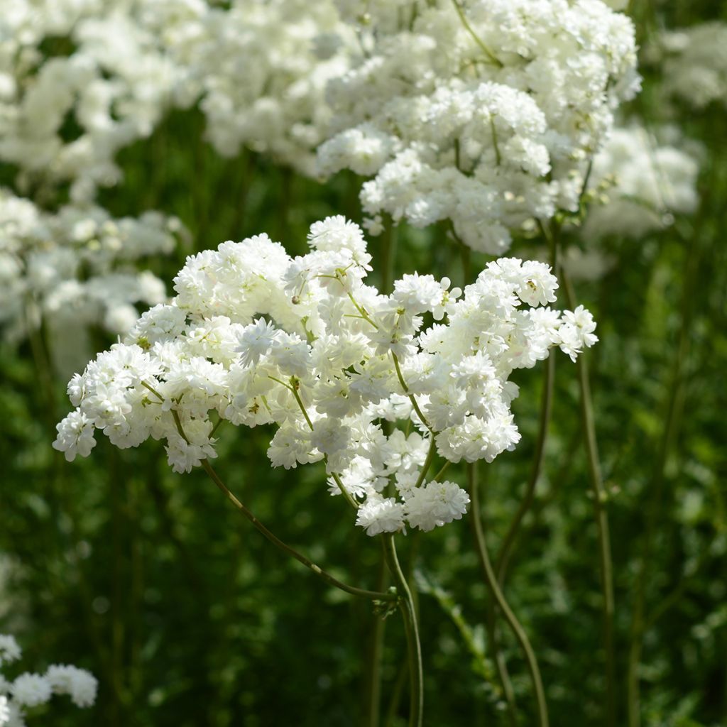 Echtes Mädesüß Plena - Filipendula ulmaria